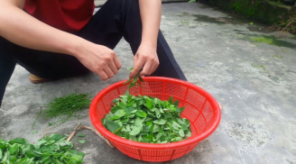 Người Việt vẫn 'mách nhau' ăn rau ngót kiểu này mà không biết gây hại vô cùng