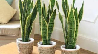 5 loại cây cảnh thu hút vượng khí giúp chủ nhà sức khỏe dồi dào, làm ăn phát đạt