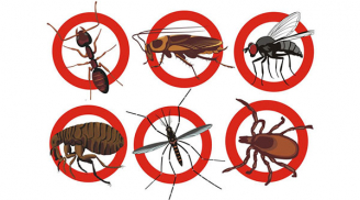 7 mẹo đơn giản giúp bạn dễ dàng đuổi côn trùng ra khỏi nhà