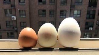 Trứng gà, trứng vịt và trứng ngỗng có gì khác nhau, loại nào bổ dưỡng hơn?