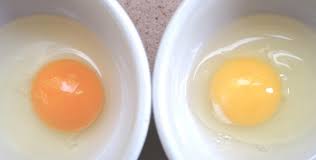 Lòng đỏ trứng màu cam có tốt hơn màu vàng? Chuyên gia phân tích, hóa ra nhiều người lầm tưởng bấy lâu nay