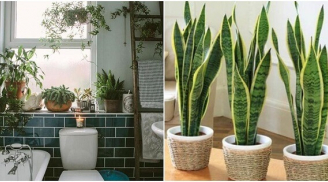 6 loại cây đặt trong phòng tắm giúp thanh lọc không khí, khử mùi hôi hiệu quả