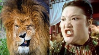 Người ta thường ví những người phụ nữ đanh đá như ‘sư tử Hà Đông’, vì sao lại như vậy?