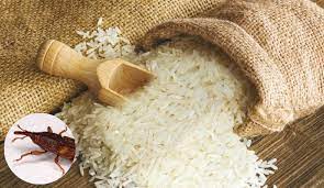 Vùi vài quả ớt vào thùng gạo: Lợi ích bất ngờ, xử lý nhanh gọn vấn đề nhiều nhà gặp phải