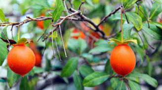 3 loại cây có quả đỏ mọng, trồng trong nhà quanh năm rước lộc