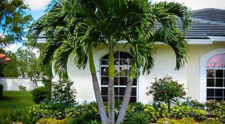 5 loại cây trồng trước cửa giúp chiêu dụ tiền tài phú quý, con cháu 3 đời hưởng phúc