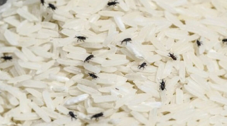 4 cách diệt mọt gạo đơn giản và an toàn, chỉ cần búng tay là có gạo ngon, bổ tại nhà
