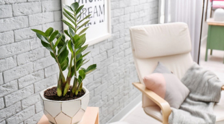 3 vị trí tránh đặt cây kim tiền kẻo tiền bạc thất thoát, tài lộc đứt đoạn