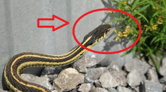 4 loại cây trồng 'mời gọi' rắn về, nhổ bỏ ngay nếu không muốn cả nhà bị đe dọa