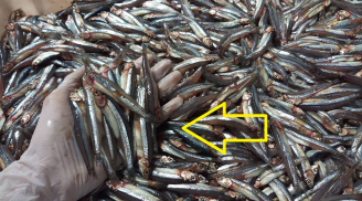 8 loại cá đi chợ gặp phải mua ngay, đảm bảo cá tự nhiên, thịt chắc ngon lại nhiều chất bổ