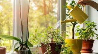 Cây cảnh lâu ngày héo úa không nở hoa, rắc 3 loại bột này lên đất, ít ngày sau điều kì diệu xảy ra