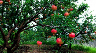 Tổ tiên căn dặn 'Trồng 3 cây ăn quả trước nhà, gia đình vạn sự hưng', đó là những cây gì?