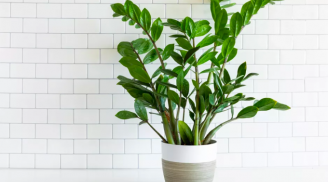 Cây kim tiền 'mê' nhất thứ này, mỗi tuần tưới thêm 1 thìa chồi và rễ vươn ra như nấm, xanh tươi hết nấc