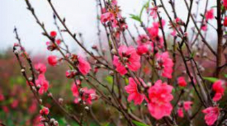 Từ nay tới Tết cứ tưới thứ này vào gốc đào, hoa nở bung lụa đúng ngày, chơi cả tháng vẫn đẹp