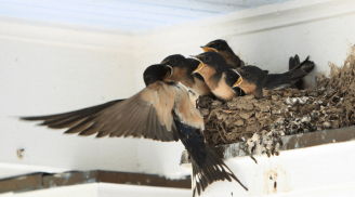 Thầy phong thuỷ dặn kĩ: cuối năm xuất hiện 3 dấu hiệu này trong nhà, năm mới phát tài, giàu sang phú quý