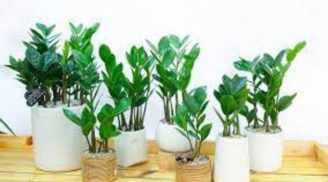 5 cây cảnh hút tiền vào nhà năm 2023 nếu muốn sung túc, phát tài thì chớ bỏ qua