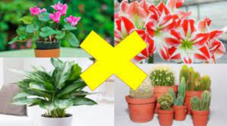 5 loại cây hút cạn tiền tài, trồng trong nhà chỉ thêm đen đủi, Thần tài quay bước bỏ đi