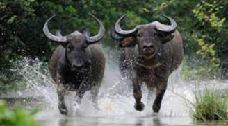 Đúng 1/1/2023: Trời đất giao hòa, 3 tuổi rũ sạch vận đen đón năm mới ôm trọn tài lộc, đổi đời giàu to