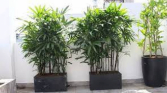 6 loại cây biểu tượng của Phúc- Lộc- Thọ, từ nay đến Tết trồng trước cửa, tiền tài về không đếm xuể