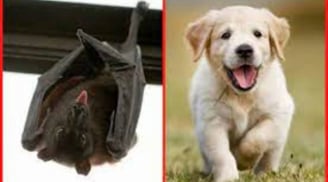 'Mèo đến thì khó, chó đến thì giàu': 4 con vật vào nhà là Thần Tài ban lộc, tha hồ hốt bạc