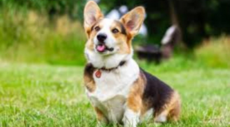 Mệnh trời phúc ai nấy hưởng: 3 con giáp được Thần tài ưu ái, giàu ‘nứt vách’ năm Quý Mão 2023