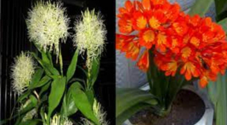 Hoa nở là điềm lành nhưng 4 cây này bất ngờ ra hoa là 'điềm gở', gia chủ dễ gặp vận xui