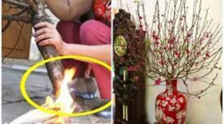 Đừng đốt gốc đào nữa: Đây mới là cách giúp đào sai hoa, nảy lộc, chơi suốt Tết vẫn tươi rói