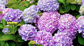 5 loại hoa đẹp nhưng tượng trưng cho sự chia ly không nên bày trong nhà dịp Tết