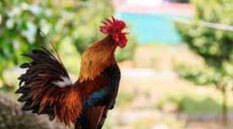 Đúng Giao thừa: 3 tuổi ăn trọn lộc nhà Trời, hoan hỷ hốt sạch tài lộc trong Thiên hạ, giàu sang đạt đỉnh