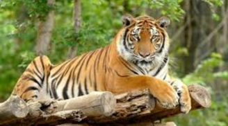 Thầy tử vi tiết lộ 4 con giáp hên nhất 3 tháng đầu năm: Bước ra cửa gặp Thần tài, tiền tiêu thả ga