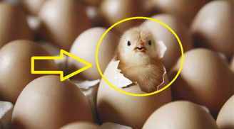 Quả trứng có trước hay con gà có trước: Đây chính là câu trả lời chính xác nhất