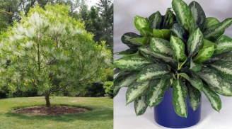 Người xưa dặn 'Trước cửa có 6 cây này, không giàu cũng có của ăn của để, 3 đời hưởng phúc'