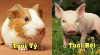 Tuần mới (27/2 - 5/3/2023) của 12 con giáp: Tý nhân duyên khởi vượng, Hợi 'thuận buồm xuôi gió'