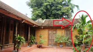 5 loài cây trồng trước nhà con cái lụi bại, trồng sau nhà trấn giữ của cải, lộc mấy đời sau