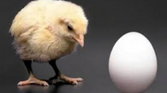 Con gà có trước hay quả trứng có trước? Đáp án chính xác của câu hỏi gây tranh cãi này như sau