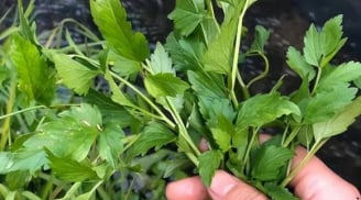 Ăn cần tây nhiều người bạn bỏ lá: Lãng phí hay tốt cho sức khoẻ?