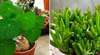 Người giàu cực chuộng 6 cây cảnh này: Trưng trong nhà để hút may mắn, tài lộc phơi phới