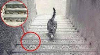 Trắc nghiệm: Con mèo đi lên hay đi xuống? Câu trả lời sẽ tiết lộ năng lực đặc biệt và tương lai của bạn