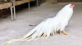 Giống gà ‘quý tộc’ tí hon của Việt Nam được đại gia săn đón, giá lên tới 50 triệu đồng/con