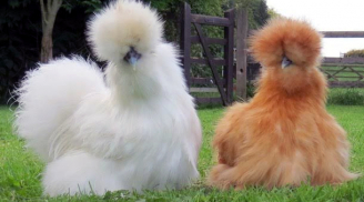 Giống gà lông xù như chó Nhật giá hơn 10 triệu đồng/con: Đại gia xếp hàng chờ 1 năm mới mua được