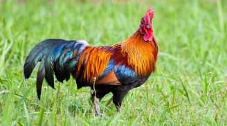 4 con giáp mang mệnh phú quý, càng về già càng giàu có viên mãn