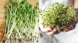 4 loại rau mầm tốt cho sức khỏe, chống độc tố môi trường và ngăn ngừa K