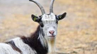 Tháng 4: Thần Tài nhả vía 3 con giáp liên tục đón hỷ tín, tiền bạc đầy nhà, sự nghiệp phất lên vù vù