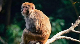 Sau Rằm tháng 2 Âm nhuận: 3 con giáp vận thế đảo ngược, chuyển mình giàu có