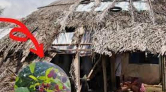 Người xưa dặn kỹ 'Năm cây vào nhà thì nhà đấy nghèo, lụi bại sớm', đó là năm cây nào?