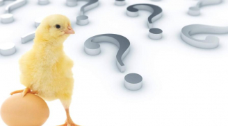 Con gà có trước hay quả trứng có trước? Đáp án chính xác của câu hỏi kinh điển này như sau