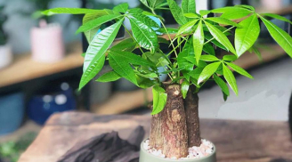 Trồng cây kim ngân cứ làm đúng '3 không': Cây quanh năm xanh tốt, hút tiền tài, may mắn về cho gia chủ