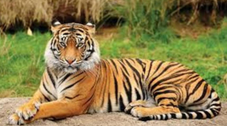 Thần Tài gọi tên 3 tuổi số đỏ đổi vận 6 tháng cuối năm 2023, tậu nhà sắm xe, 1 tuổi xui xẻo