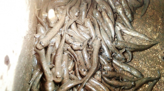 Loại cá xưa chỉ ‘người nghèo’ mới ăn, nay thành đặc sản nổi tiếng có giá 200.000 đồng/kg