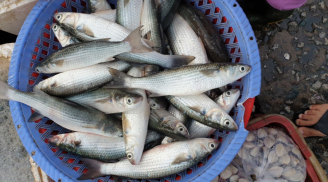 5 loại cá sống tự nhiên không lo tăng trọng: Đi chợ nhìn thấy nhớ mua ngay kẻo hết